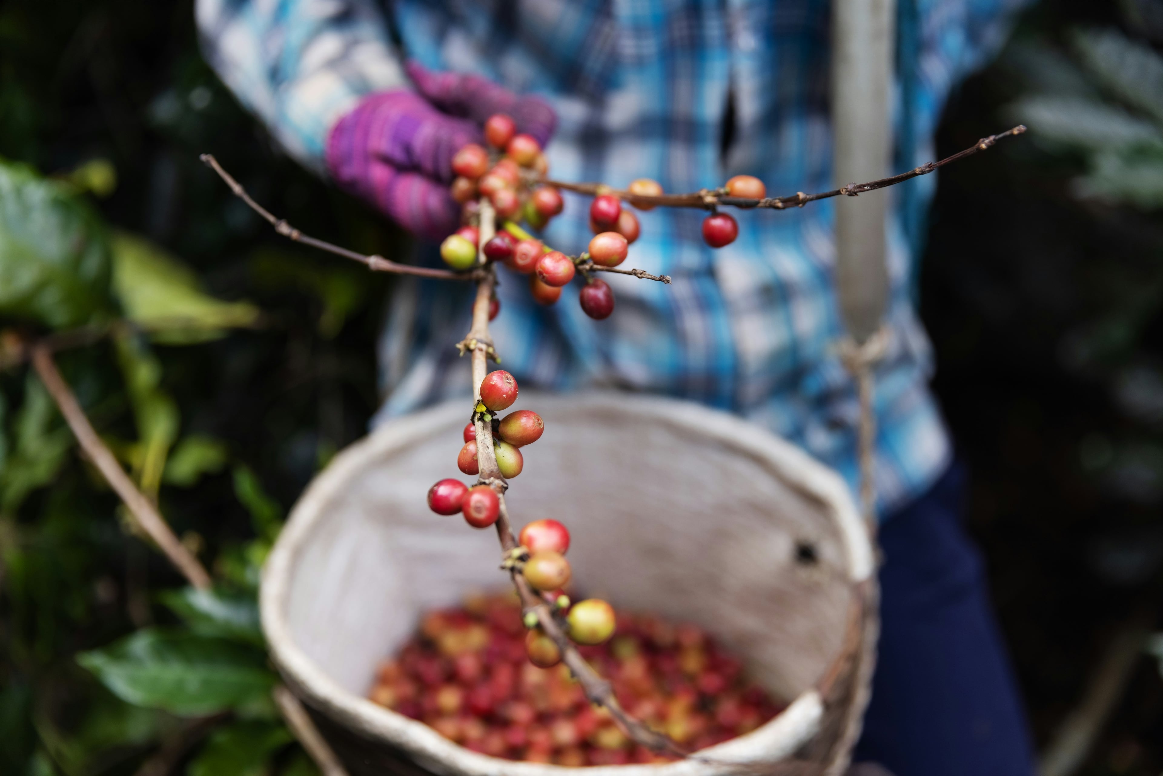 Coffee sourcing